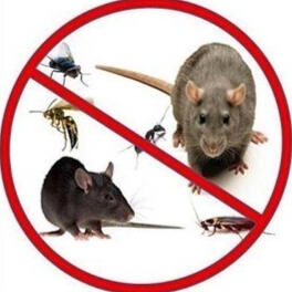 rodents